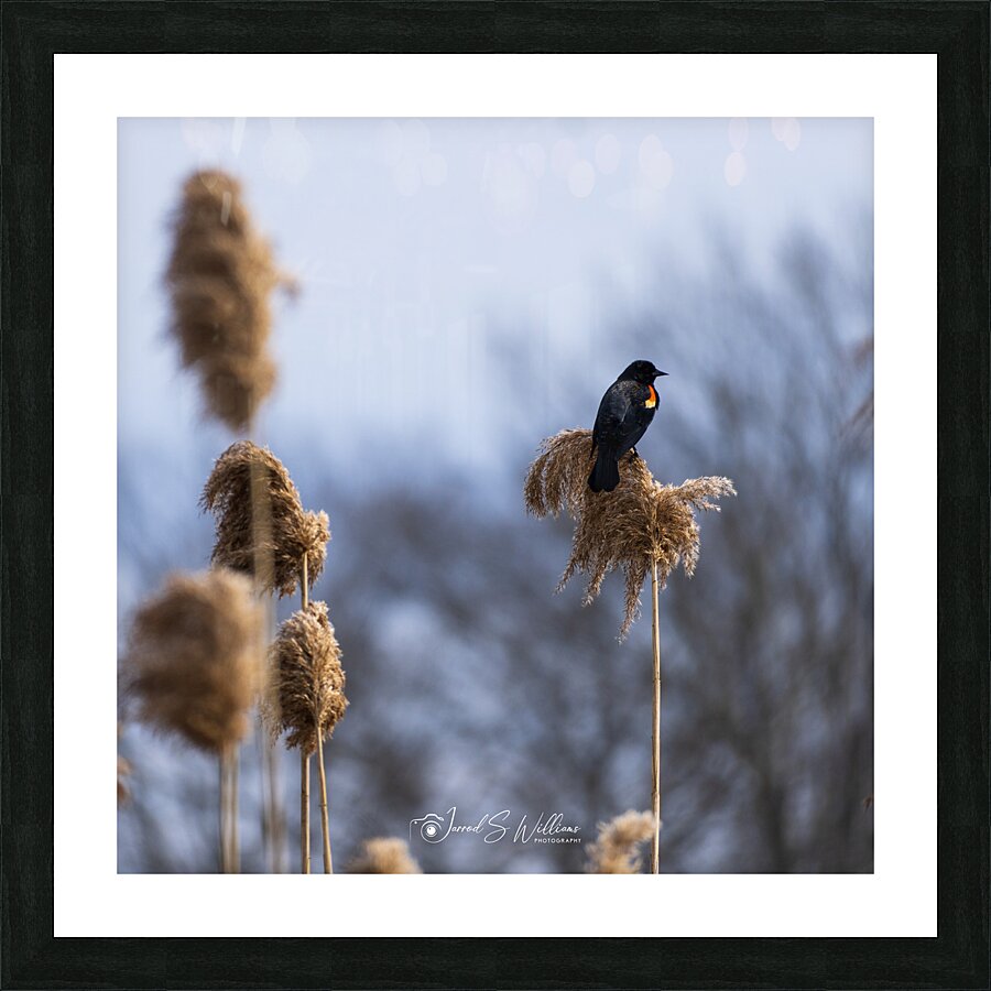 Redwinged Blackbird Picture Frame print