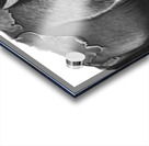 buffalo Acrylic print