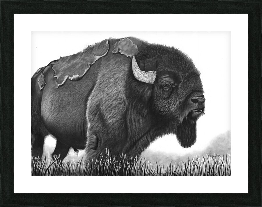 buffalo Picture Frame print