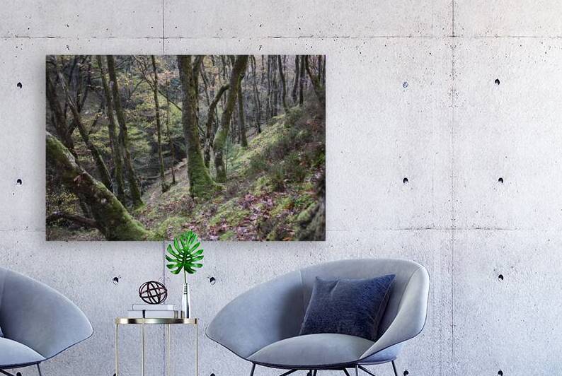 Birches in the ravine 3 by CHARYL ENGELMAN