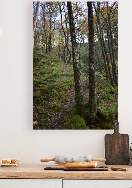 Birches in the ravine 4 by CHARYL ENGELMAN