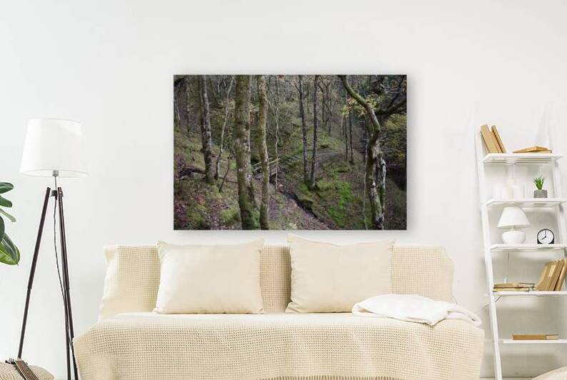 Birches in the ravine 5 by CHARYL ENGELMAN