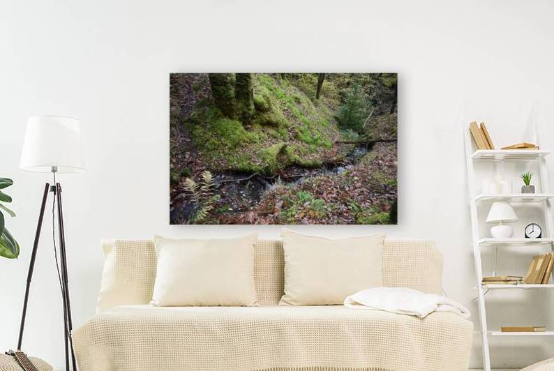 Birches in the ravine 6 by CHARYL ENGELMAN