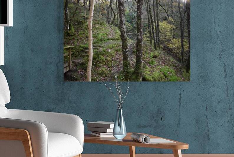 Birches in the ravine 8 by CHARYL ENGELMAN