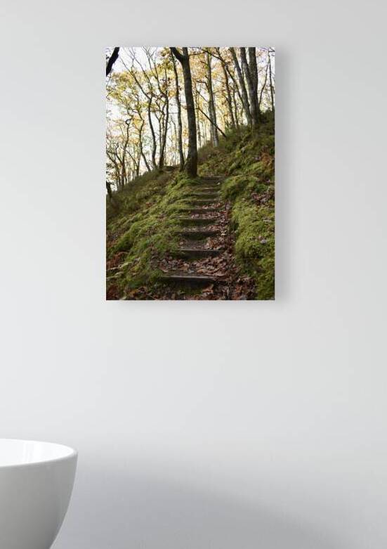 Birches in the ravine 11 by CHARYL ENGELMAN