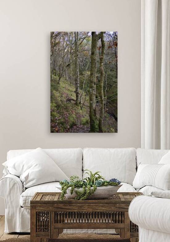 Birches in the ravine 14 by CHARYL ENGELMAN