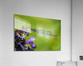 Damselfly Acrylic Print