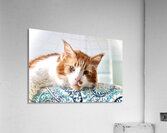 Maine coon Acrylic Print