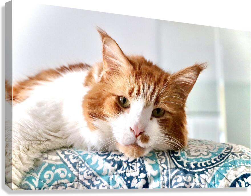Maine coon Canvas Print