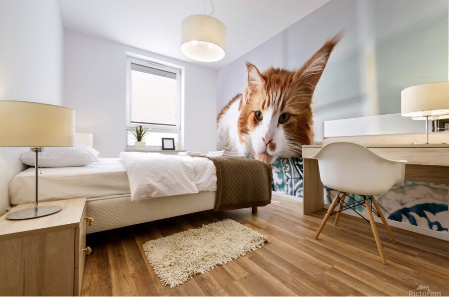 Maine coon Mural print