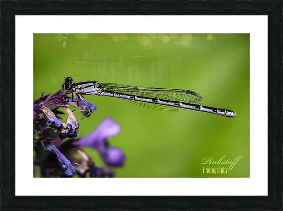 Damselfly Picture Frame print