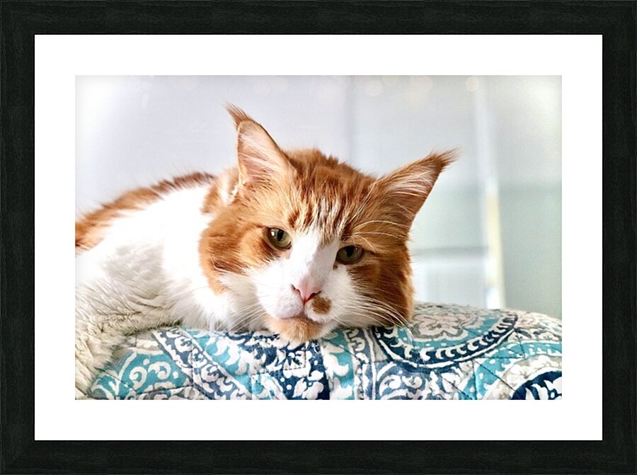 Maine coon Picture Frame print