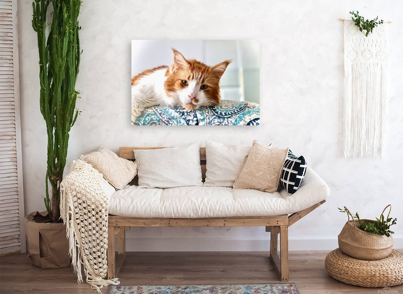 Maine coon Reproduction