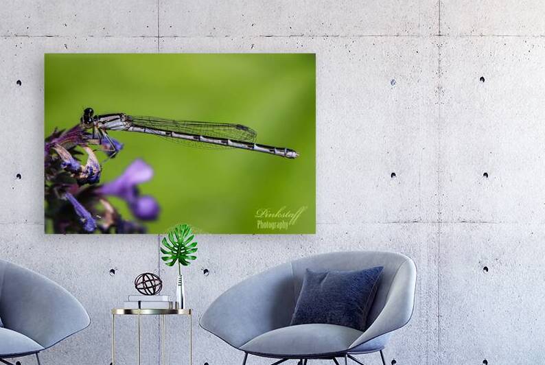 Damselfly by Laura Pinkstaff