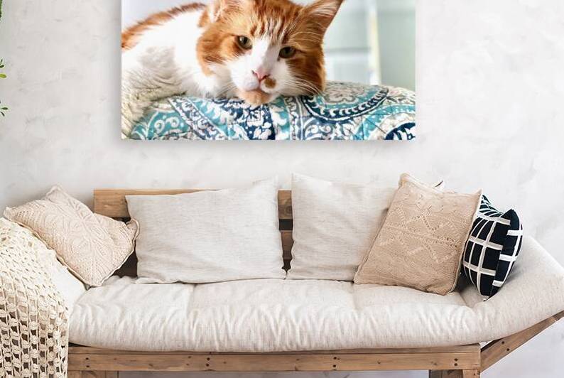 Maine coon by Laura Pinkstaff