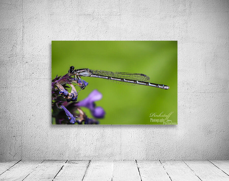 Damselfly Wall Preview