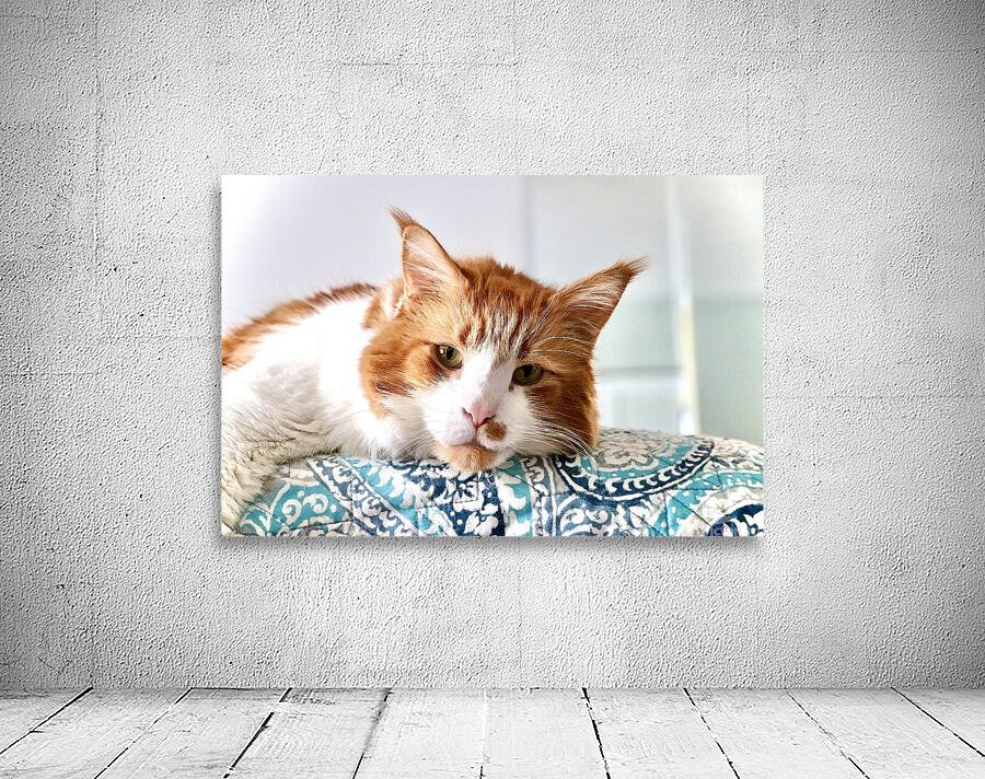 Maine coon Wall Preview