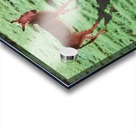 Two Donkeys Acrylic print