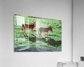 Two Donkeys Acrylic Print