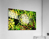 moosehorns Acrylic Print