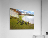 Duck pond Acrylic Print