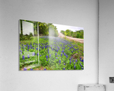Bluebonnets Impression acrylique