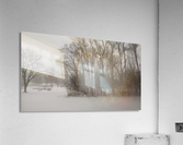 Wintery Trees Acrylic Print