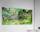 River roots Acrylic Print