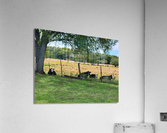 Cow Pow-Pow Acrylic Print