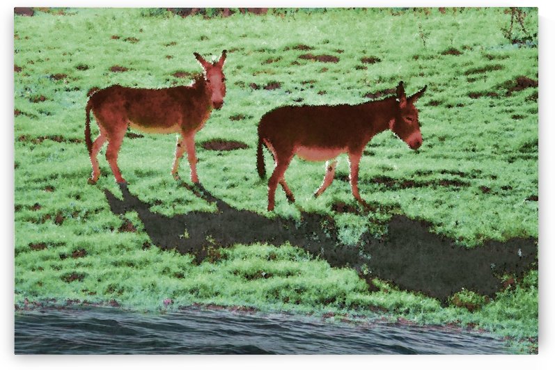 Two Donkeys by Ann Ciarico