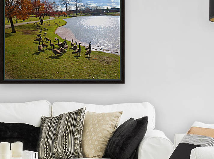 Duck pond Reproduction