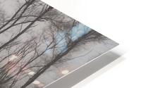 Wintery Trees HD Metal print