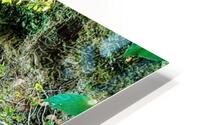 River roots HD Metal print