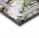 Apple Blossoms Version 3  Acrylic print