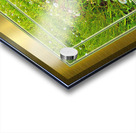 Wildflowers Var 2  Acrylic print