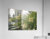 Crepe Myrtle Variation 3 OS Acrylic Print