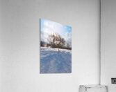 Walnut Tree Snow and Shadow OS Acrylic Print