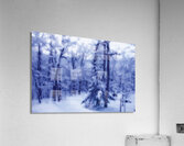 Winter Glow OS Acrylic Print