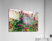Summer Rose Arbor edit 4 Original size Acrylic Print