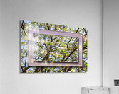 Apple Blossoms Version 3  Acrylic Print