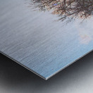 Walnut Tree Snow and Shadow OS Metal print