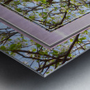 Apple Blossoms Version 3  Metal print