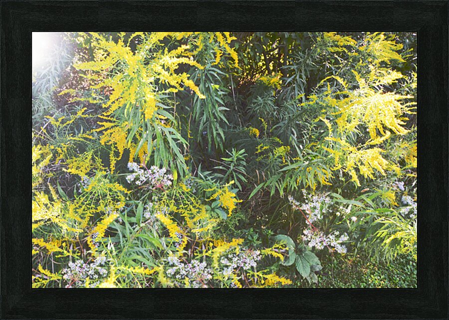 Goldenrod Version 3 OS Picture Frame print