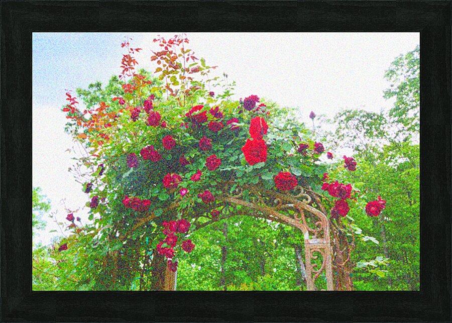Rose Arbor 3 Picture Frame print