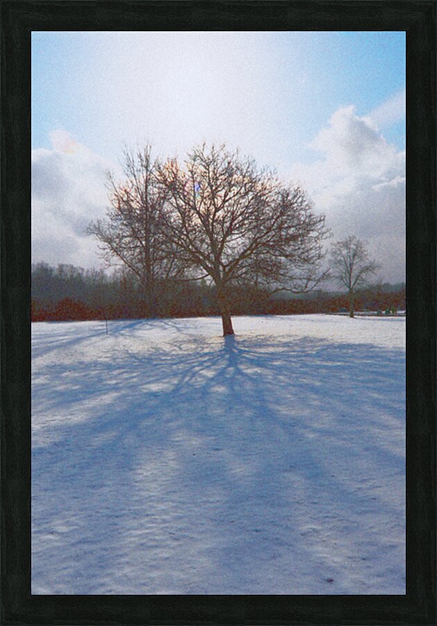Walnut Tree Snow and Shadow OS Picture Frame print