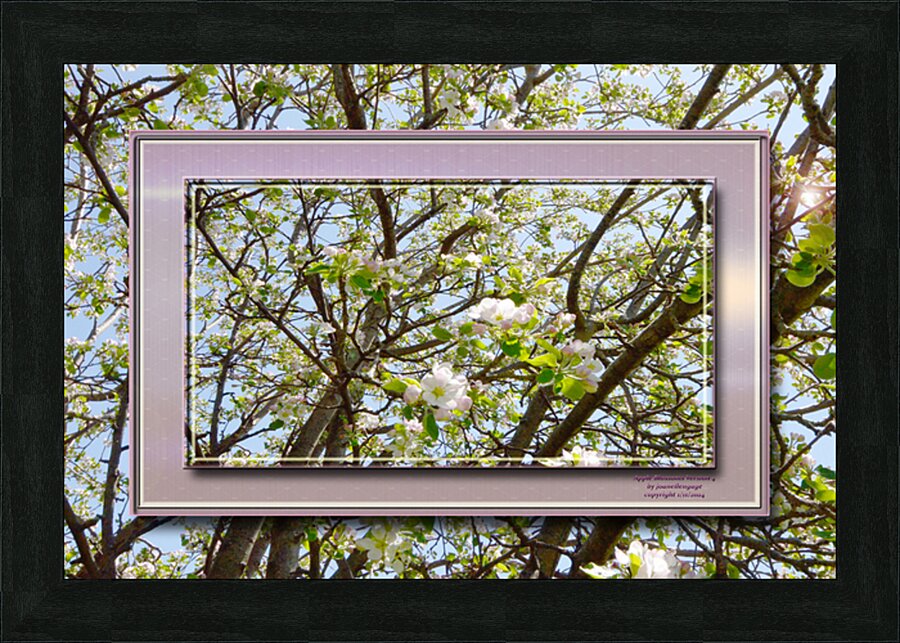 Apple Blossoms Version 3  Picture Frame print