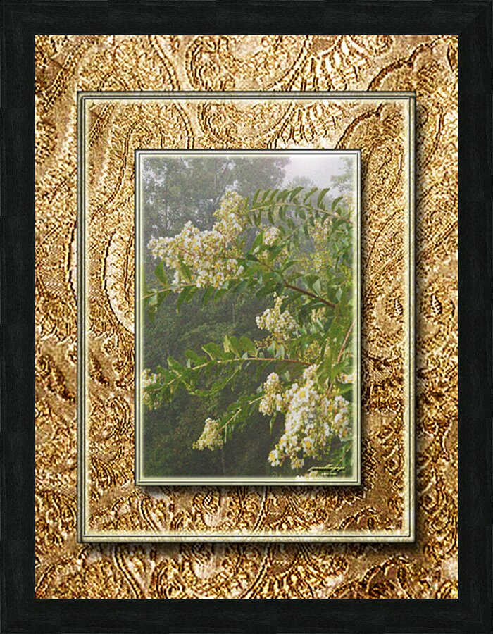 Crepe Myrtle Var 4  Picture Frame print