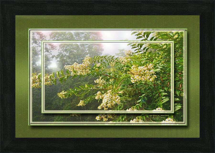 Crepe Myrtle Var 3 Picture Frame print