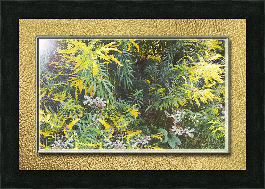 Goldenrod Vers 3  Picture Frame print