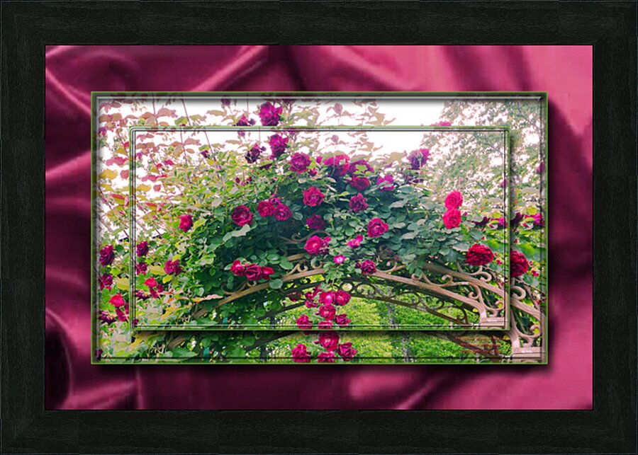 Summer Rose Arbor 3  Picture Frame print